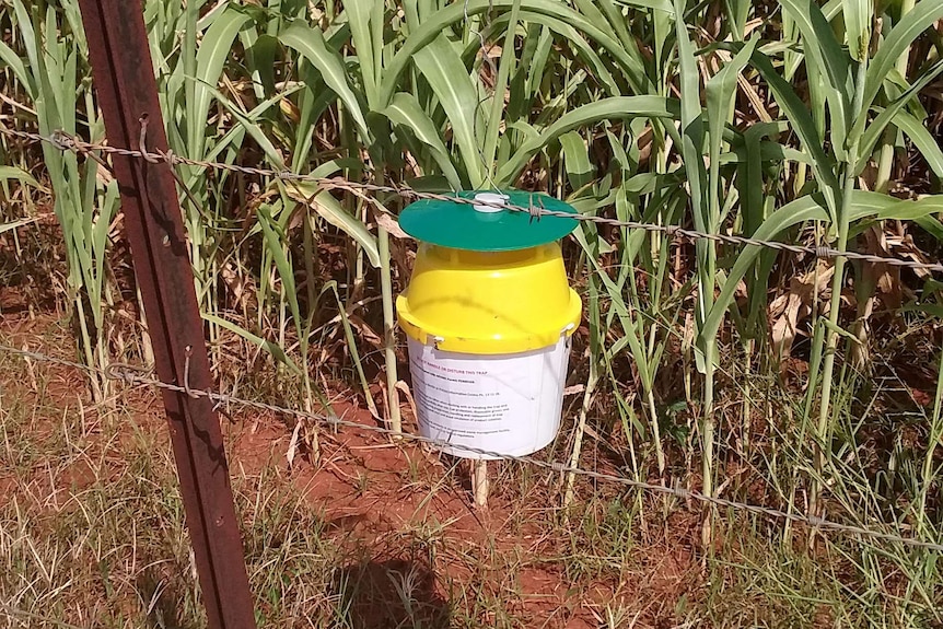 A yellow cannister with a green lid hanging from a barbed wire fence that appears to demarcate a cornfield.