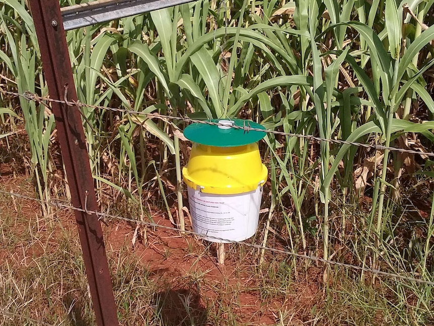 A yellow and green trap set up in a crop field.