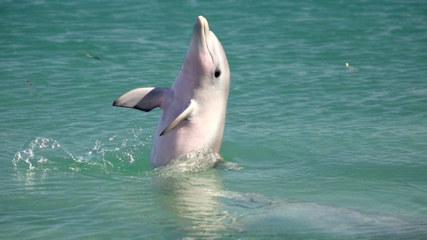 Dolphin Baby