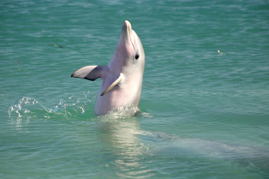 A one-month old dolphin breaches green sea water with the top half of its body pointing skyward.