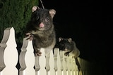 Two possums on a white picket fence at night