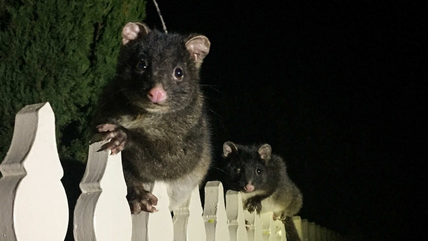 Two possums on a white picket fence at night