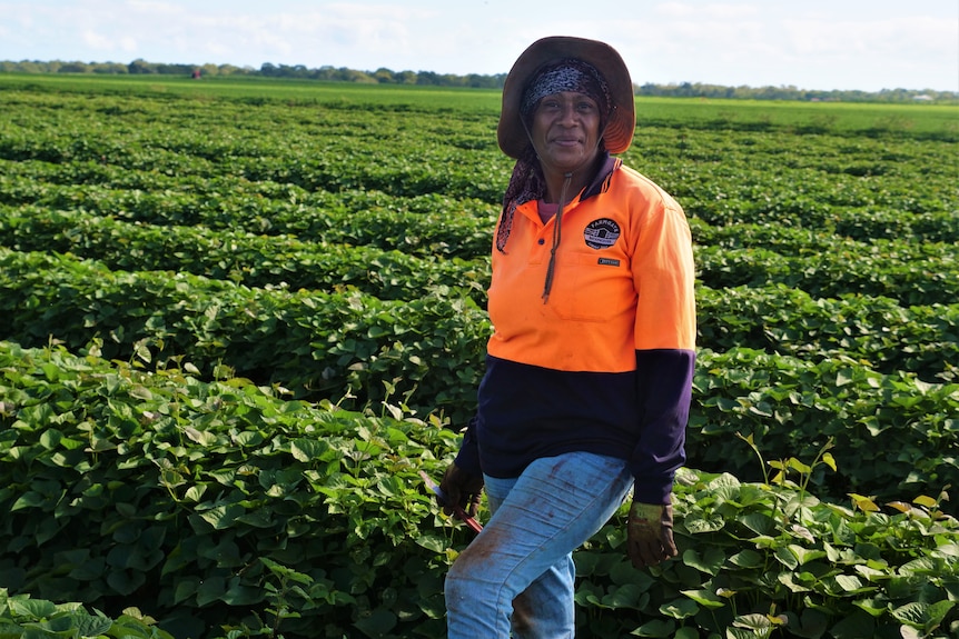 A ni-Vanuatu woman in her 40s, wearing high-vis, standing in a field of sweet potato vines. 