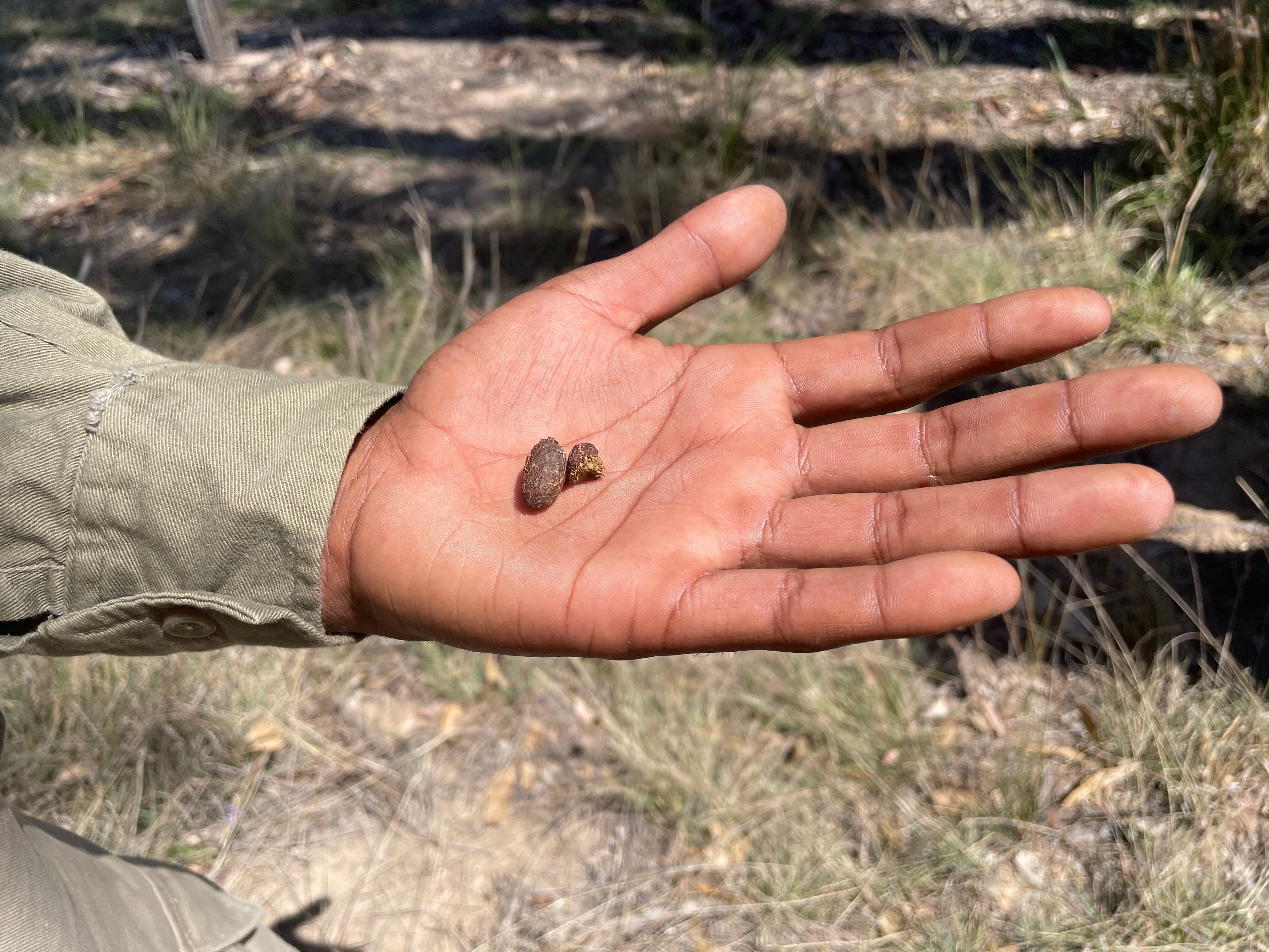 A hand holding koala droppings, which signal the presence of koalas.