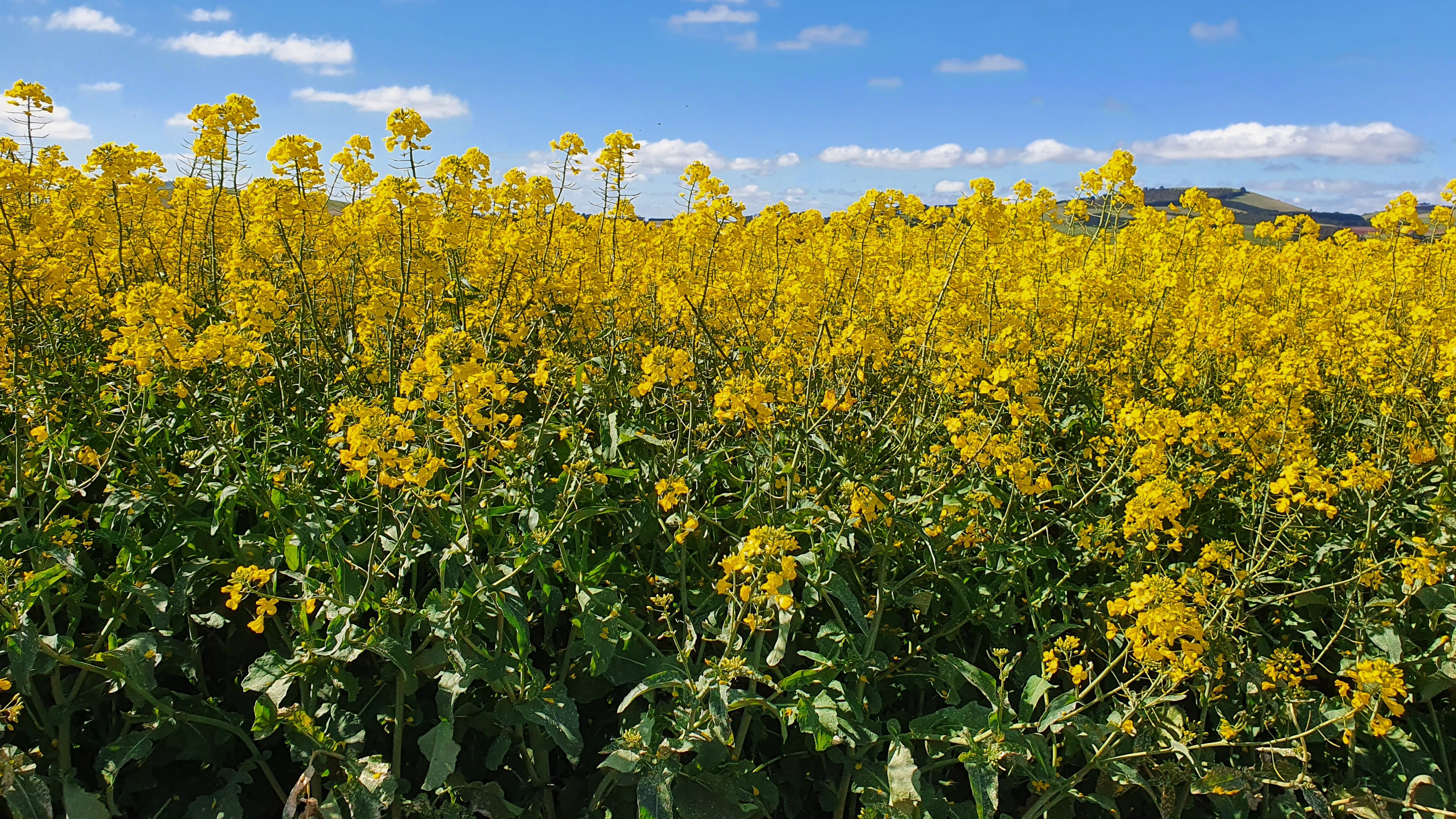 Close up of bright yellow flowers on canola plants.