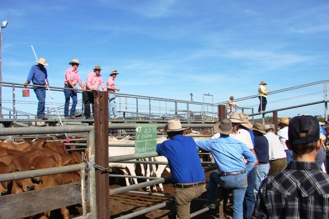 The Dalrymple saleyard at Charters Towers is the north's major cattle selling centre