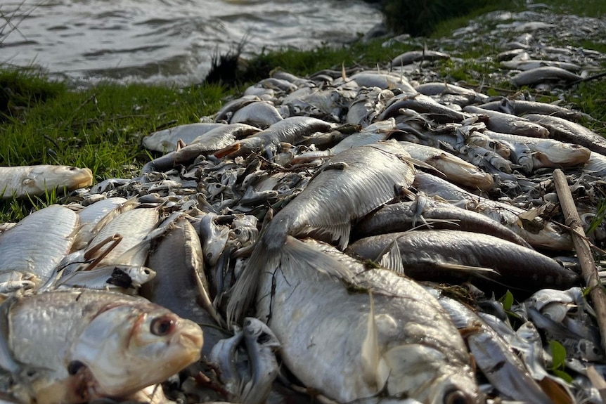 dead fish at Kangaroo Lake