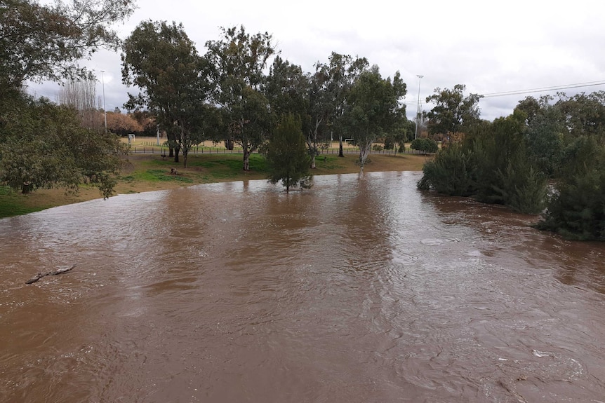 A wide brown river engulfs trees and runs up the bank at Tamworth