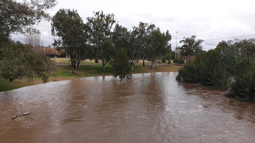 A wide brown river engulfs trees and runs up the bank at Tamworth