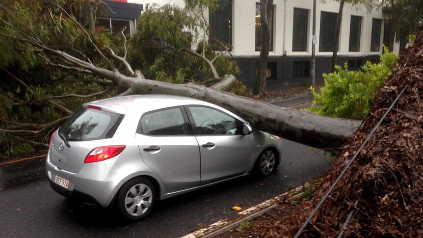 A tree lies across the front of a car.