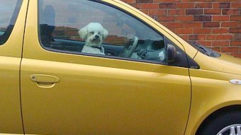 A small white dog in the window of a yellow tinted car in front of a red brick wall.