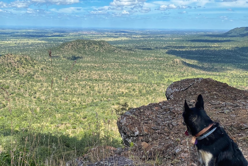 Kelpie dog sitting on top of a mountain looking at the panoramic views.