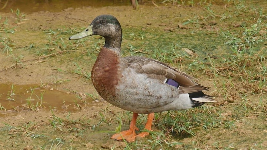 A close up of Trevor the duck.