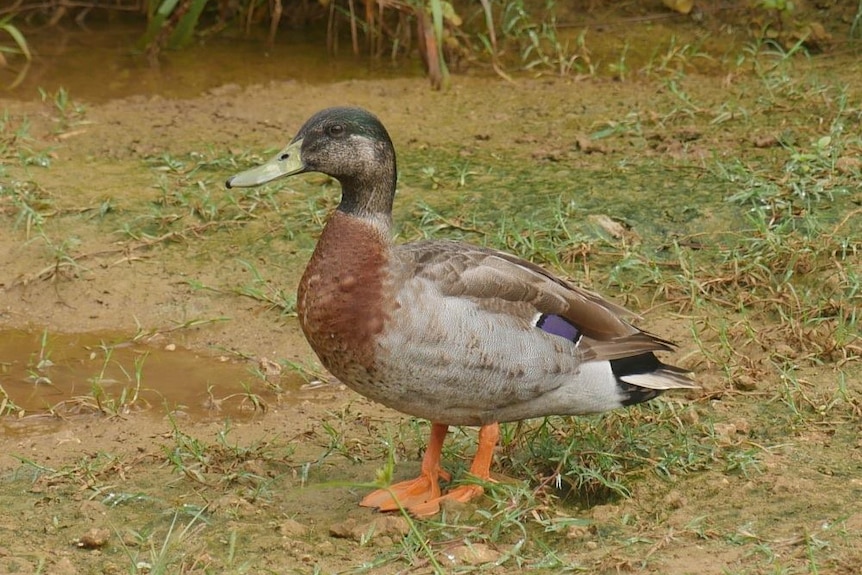 A close up of Trevor the duck.