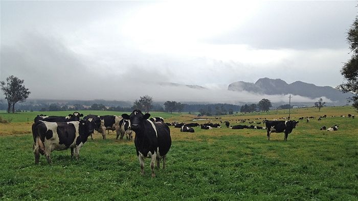 Dairy cows grazing