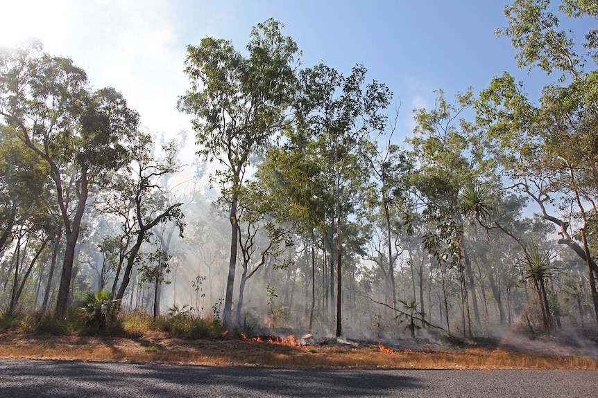 A photo of dry season burn-offs in Kakadu, with smoke rising up through trees.