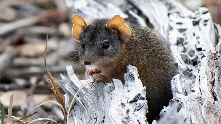 A small antechinus pokes its head out from a log.