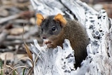 A small antechinus pokes its head out from a log.
