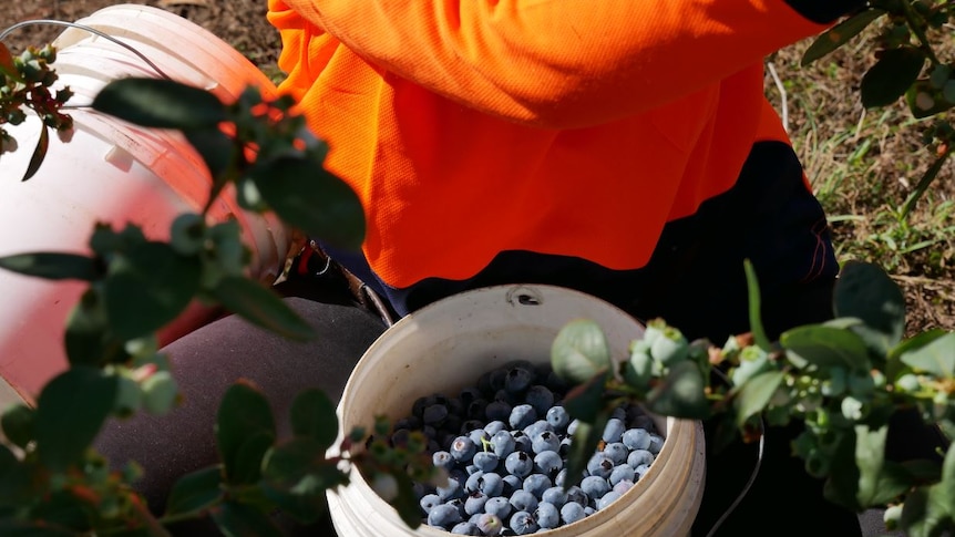 A bucket filled with blueberries sits in front of a person in an orange hi vis shirt who is squatting on the ground.