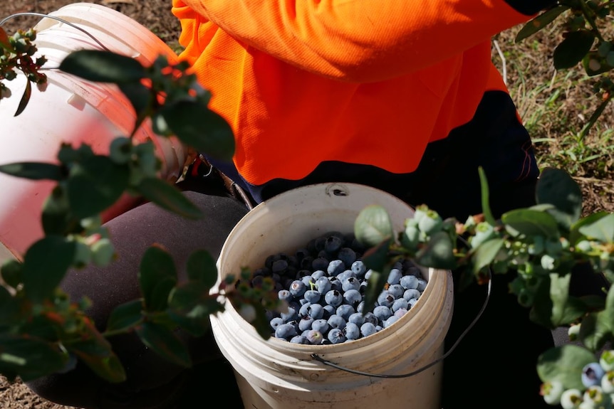 A bucket filled with blueberries sits in front of a person in an orange hi vis shirt who is squatting on the ground.