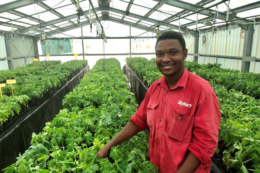 A Ziimbabwean man pictured in the hothouse surrounded by rows of thousands of tiny papaya seedlings.
