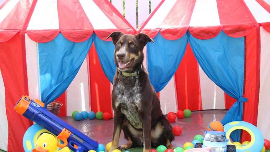 a dog surrounded by toys