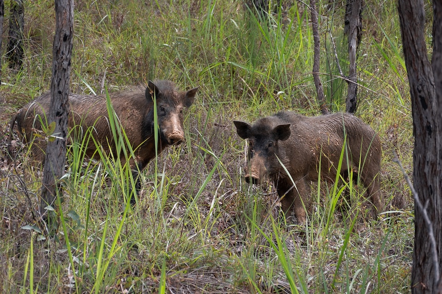 Two feral pigs in savannah scrub 