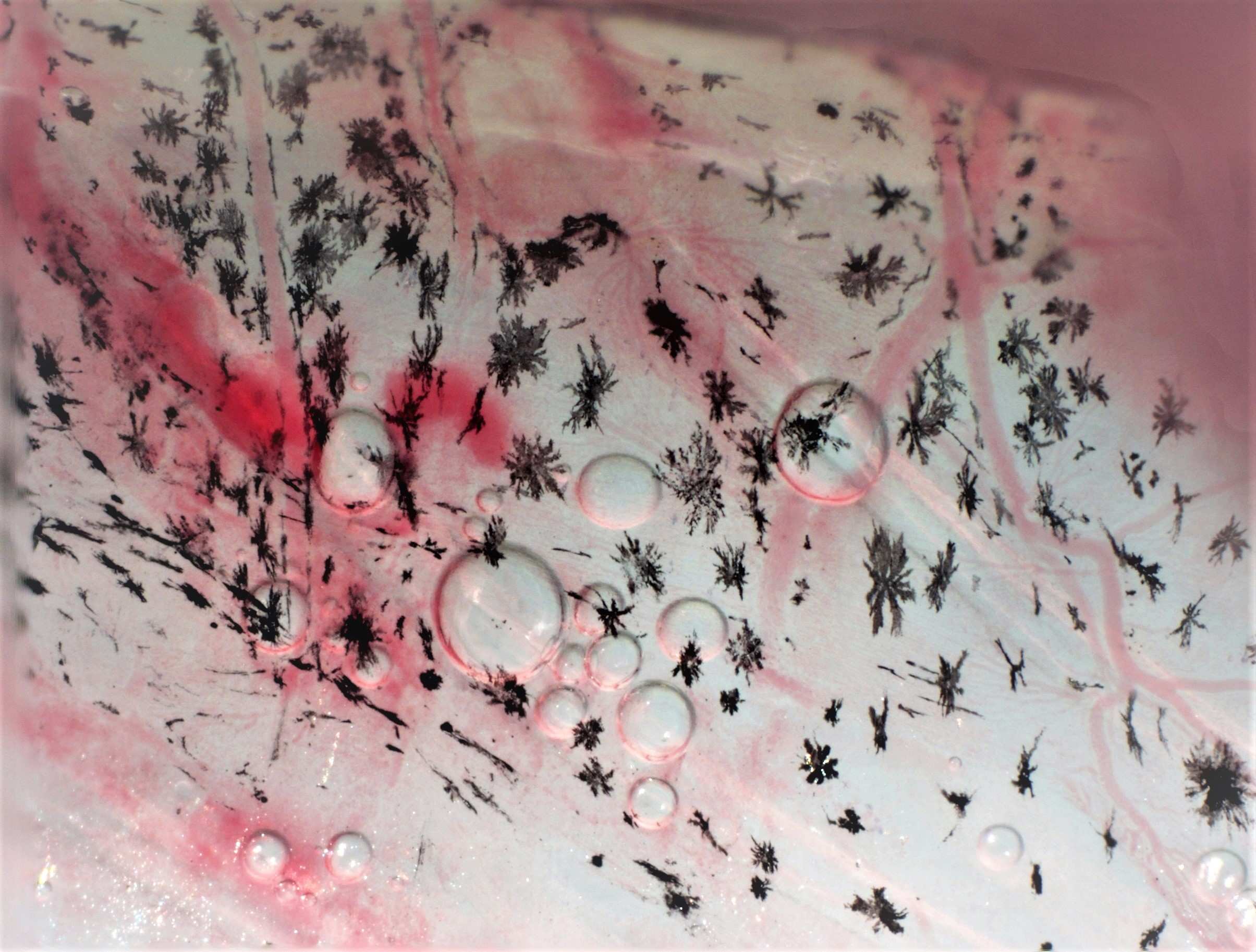 Even fish get the bends, and it's 'worse than in humans' - ABC News