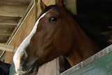 Generic photo of a horse in a stable