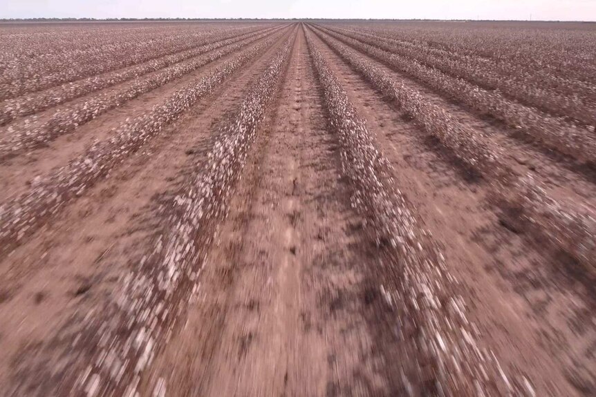 Drone footage of dry-looking cotton crops