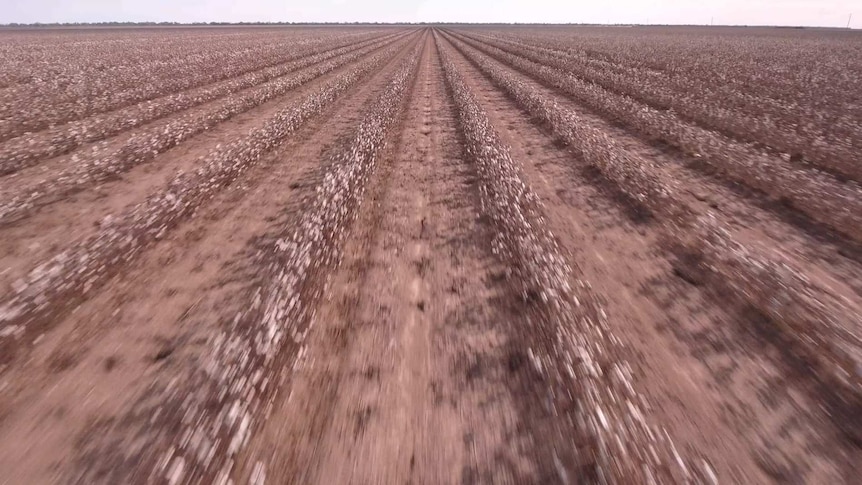 Drone footage of dry-looking cotton crops