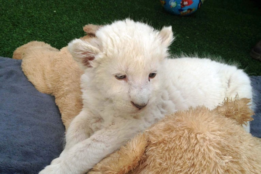 A five-week-old white lion cub reclines on a soft toy at a wildlife park.