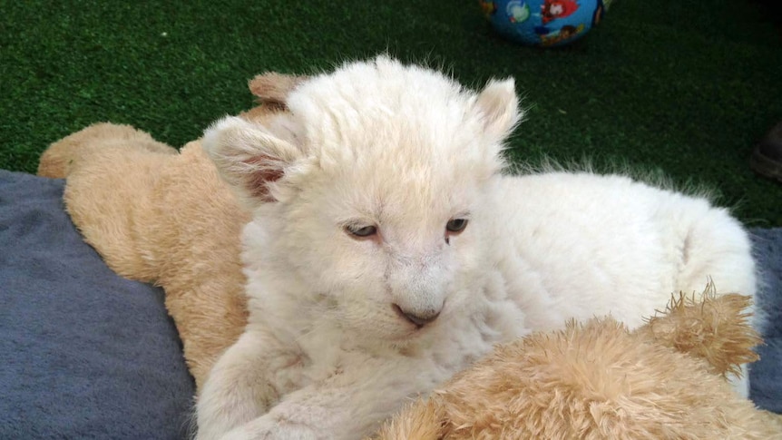 A five-week-old white lion cub reclines on a soft toy at a wildlife park.