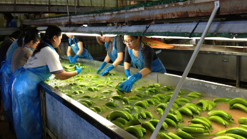 Workers at Carnarvon plantation