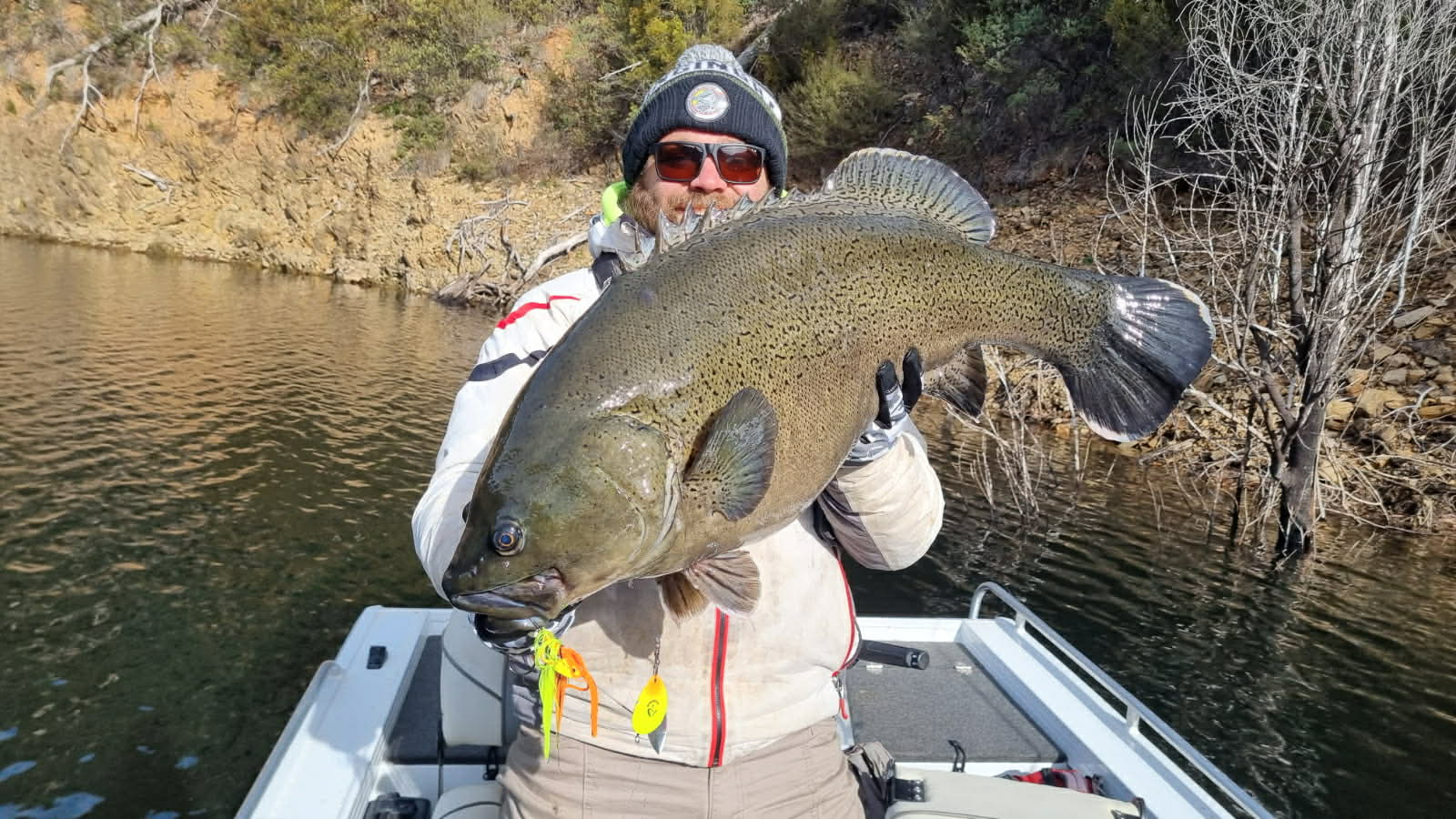 The Big Fish: Blue Nose Breeding Bonanza