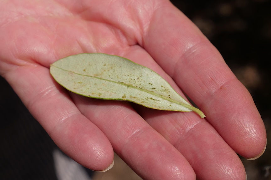 A close-up picture of an olive lace bug-infested leaf in a grower's hand.
