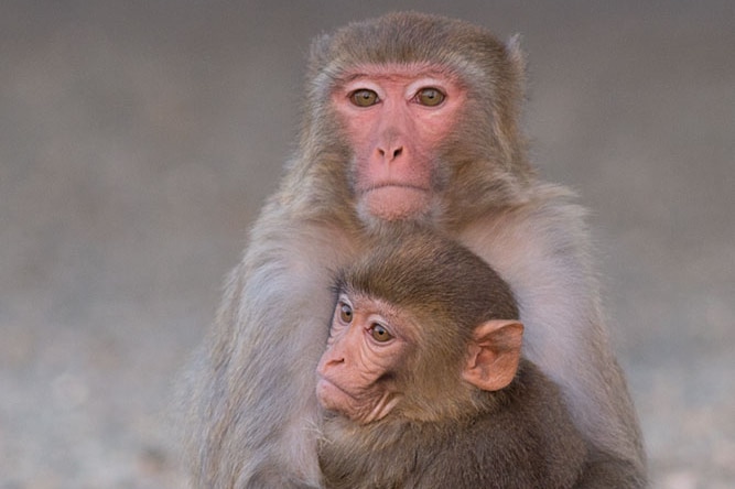 Two monkeys hugging
