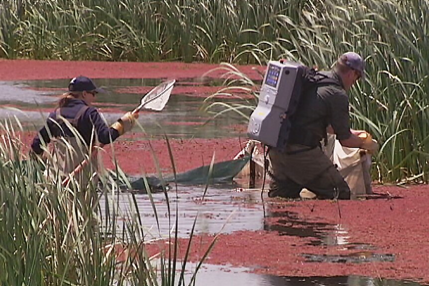 Fish are reintroduced to the Murray