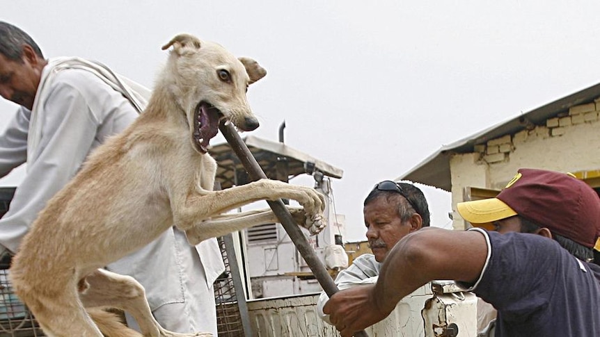 Dog catchers are rounding up dogs using long poles with nooses on the end.