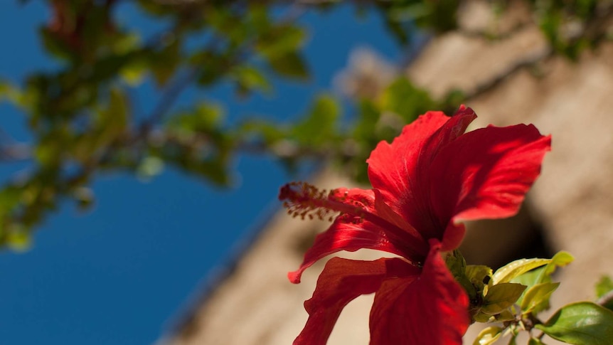 A bright red tropical flower on a blue sky background
