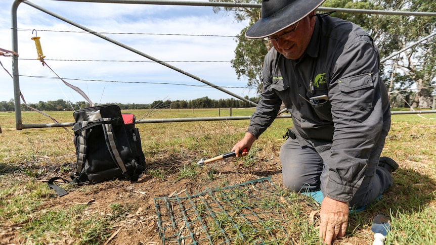 Turtle Australia President Graham Stockfeld, about to remove the protective netting placed over a turtle nest.
