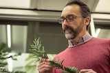 A man looks at a frond of Wollemi Pine in his hands.