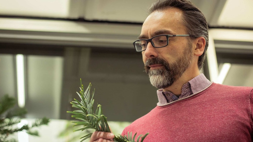 A man looks at a frond of Wollemi Pine in his hands.