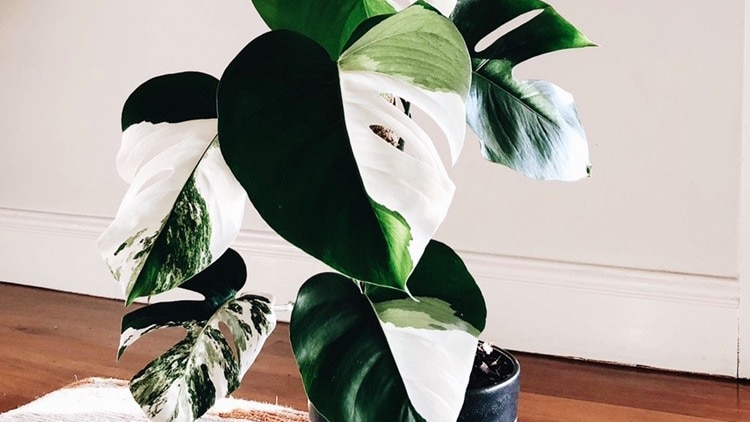 A plant with large leaves shaped like hearts that have contrasting and striking patches of dark green and white.