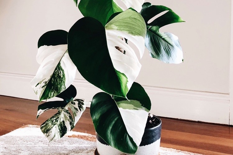 A plant with large leaves shaped like hearts that have contrasting and striking patches of dark green and white.