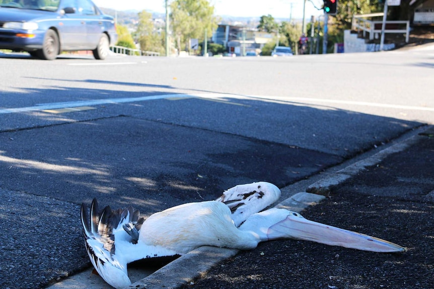 A dead pelican on the side of the road in Brisbane