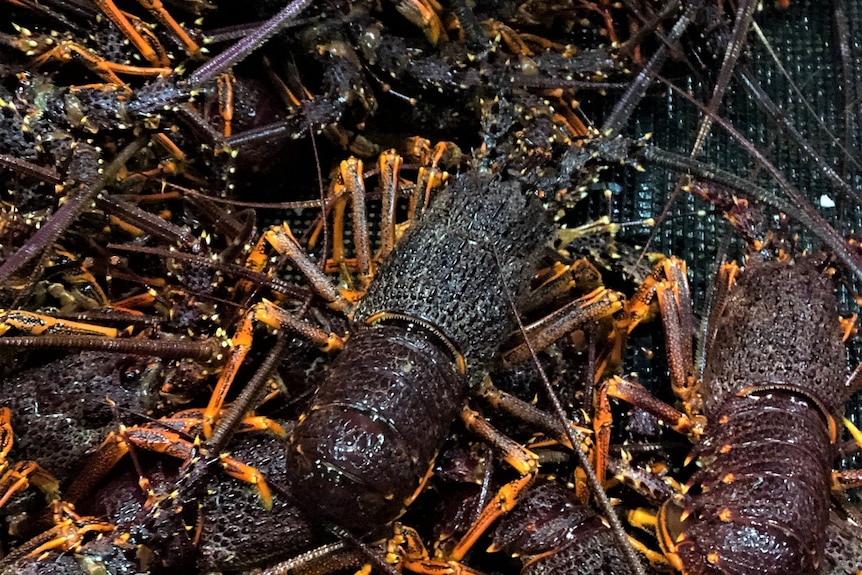 Close up shot of several dark red Southern Rock Lobsters sitting at the bottom of a cage.