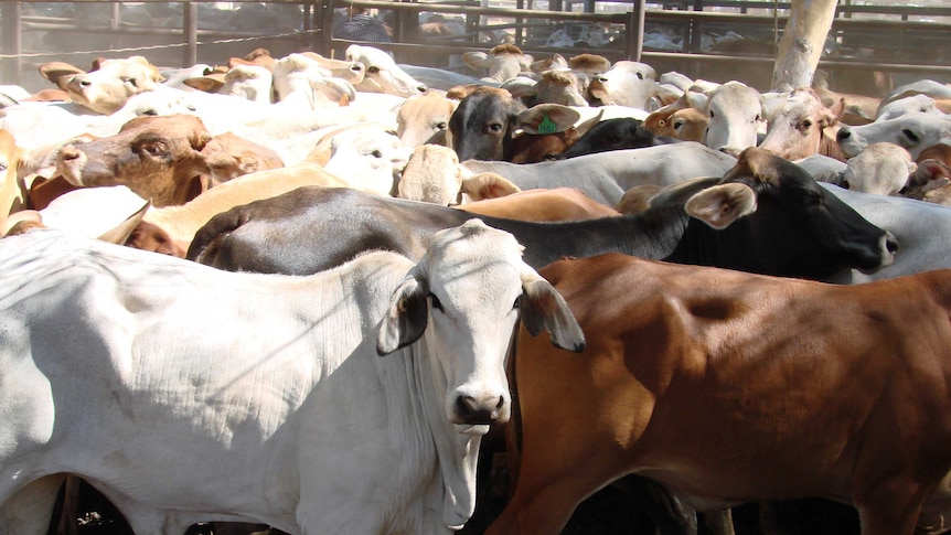 A herd of brahman cattle