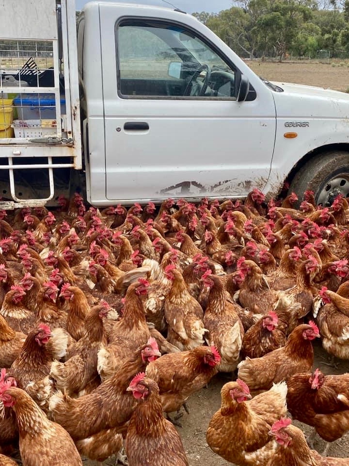 chickens surrounding a car