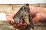 Rain moth